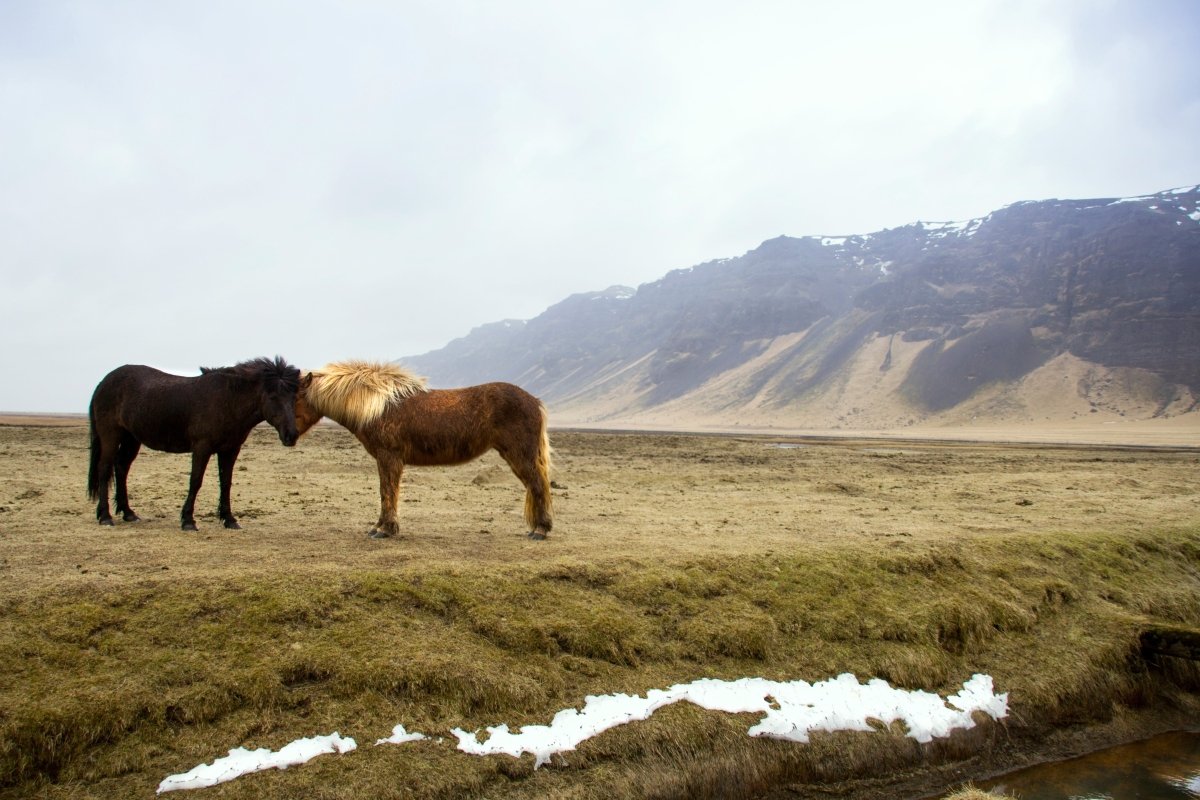 How Often Should You Worm Your Horse in New Zealand? - Pet Supply
